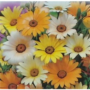 seeds daisy flower African Daisy Mixed Colors Seed