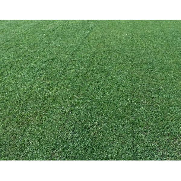 arden 15 bermuda grass seed lowe's Arden 15 Bermuda Grass Seed