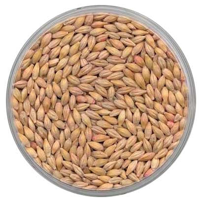 barley seed for planting near me Seed Ranch Atlantic Barley Seed