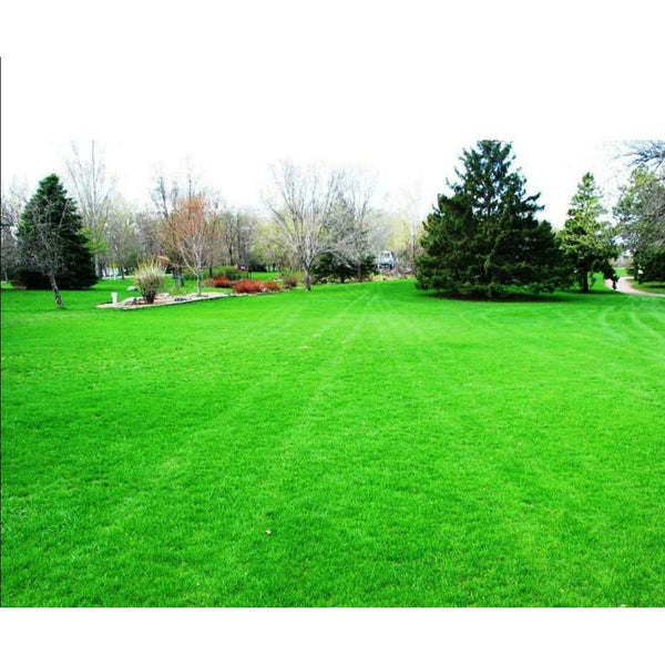 Kentucky Bluegrass Seed | Seed World