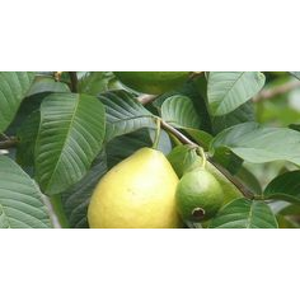 Mexican White Guava Tree Plant - 1 Gallon - Seed World