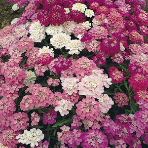 candytuft seed