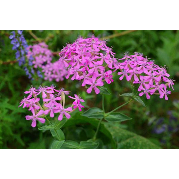 catchfly flower seeds Heirloom Catchfly