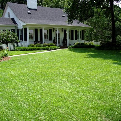 best time to plant centipede grass seed Centipede Grass Seed Raw– Seed World