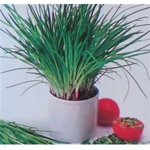 ebay seeds and plants Chives Perennial Herb Seed