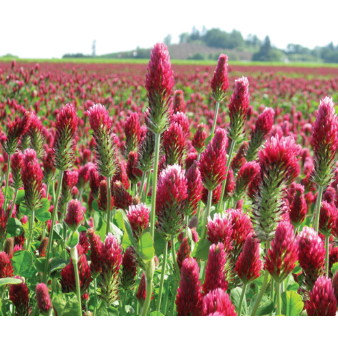 clover seed planting time Crimson Clover Seed