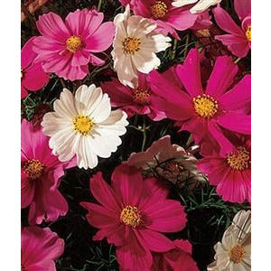 Cosmos Sensation Seed - 1 Packet Seed World