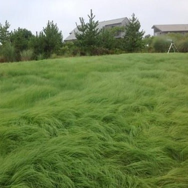 planting pasture grass seed Weeping Lovegrass Seed (Coated)