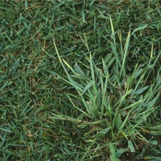 kill crabgrass and plant grass seed Quick-N-Big Crabgrass Seed