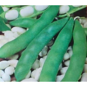 lima beans seeds for planting Garden Beans Henderson's Lima Seed