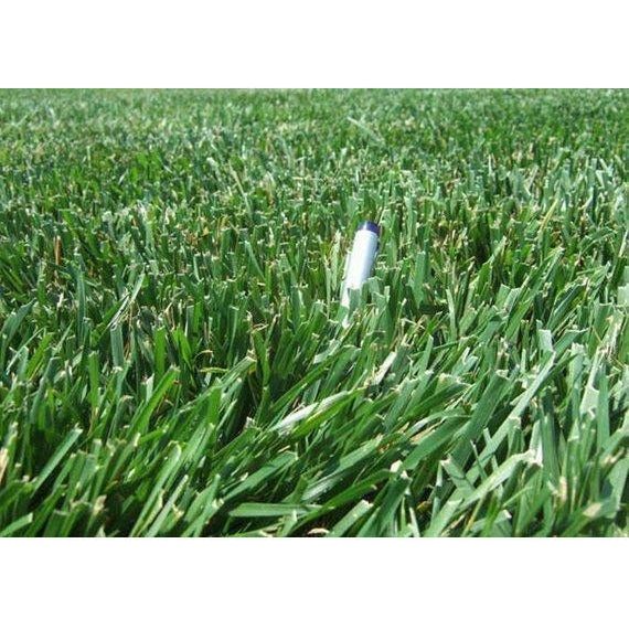 planting tall fescue grass seed Rendition Turf-type Tall Fescue Grass Seeds