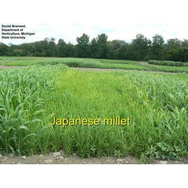 where to buy millet seed for planting Japanese Millet Seed