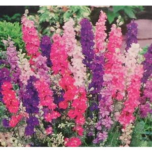 plant larkspur seeds Larkspur Regal Mix Seed