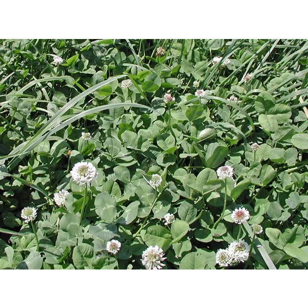 patriot garden seeds Patriot White Clover Seed - Trifolium repens