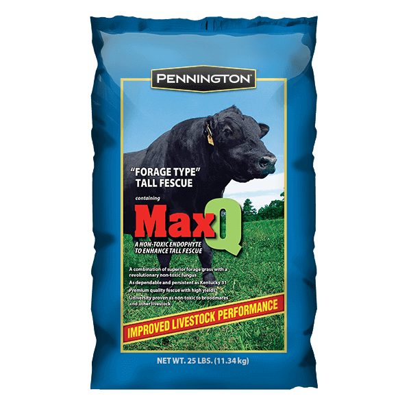 MaxQ Jesup Forage Tall Fescue Grass Seeds- 25 lbs. - Seed World