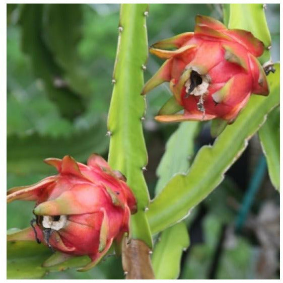 dragon fruit from seed to plant (On Backorder) Dragon Fruit Cactus Plant