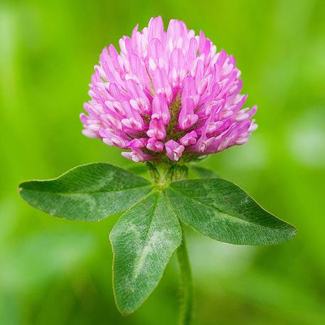 plant clover seed Seedranch Red Clover Seed