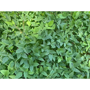 Red Ripper Cow Peas - 50 lbs. - Seed World