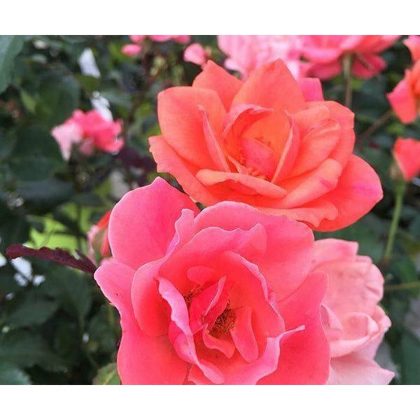 knockout rose seeds for sale Coral Knock Out Rose Bush - 1 Gallon / Single