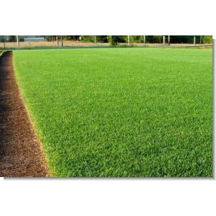 planting rye grass seed Perennial Ryegrass Seed