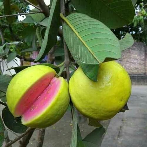 guava seeds planting Pink Guava Tree - Live Plant in a 1 Gallon Pot - Psidium Guajava
