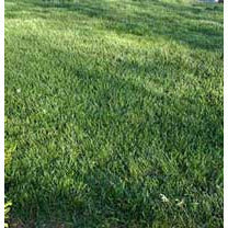 Titan Tall Fescue Grass And Bluegrass Seed Mixture - Seed World
