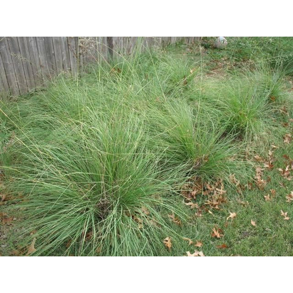 planting love grass seed Weeping Lovegrass Seed