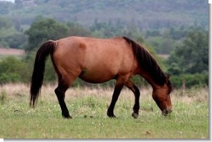 Bahia Grass Seed For Pasture