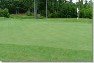 Bentgrass Seed Catalog | Seed World USA