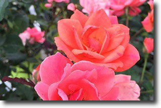 Plant Nursery Knock Out Roses