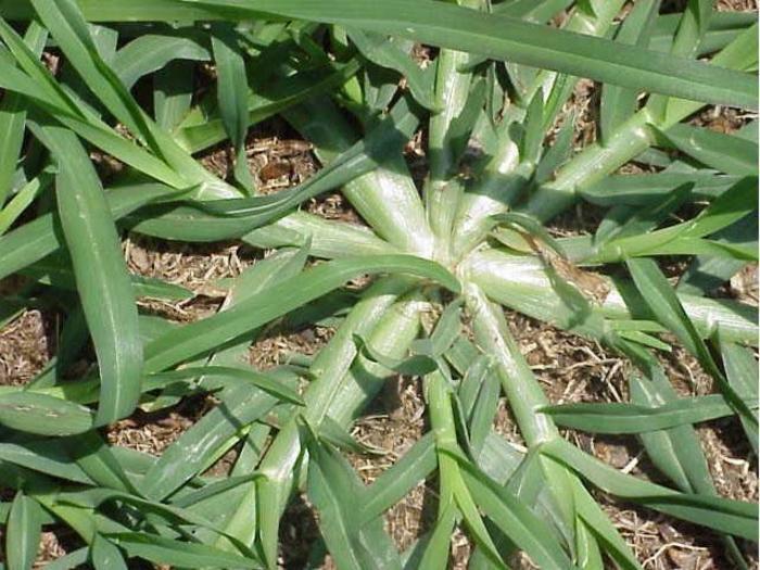 Crabgrass Herbicides