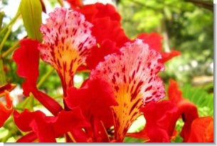 Exotic Tree Seed