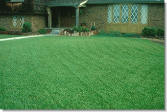 Fescue Grass Seed For Lawn