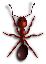 Fire Ant Control