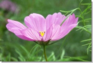 Flower Seeds