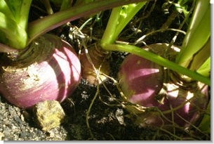 Brassica Seeds