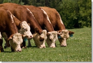 Forage Seeds