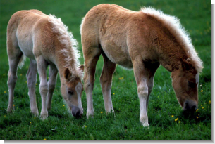 Pasture Seed Catalog