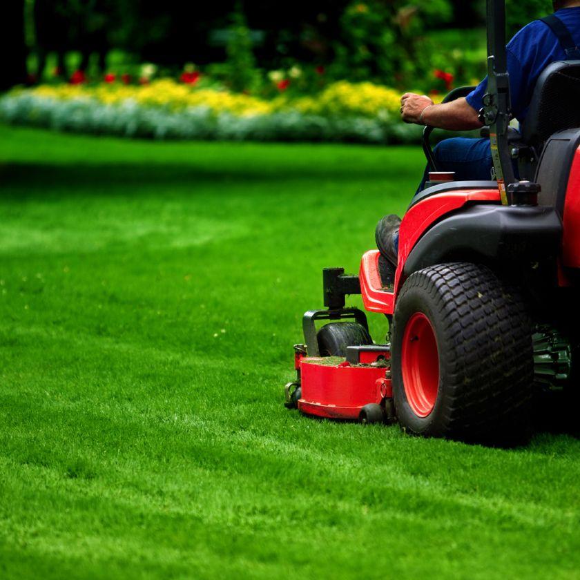 Lawn Grass Seed Collection - Seed World