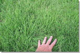 Native Grass Seed