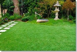 Zoysia Grass Seed