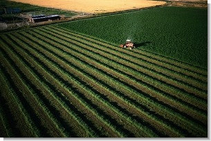 Alfalfa Seed