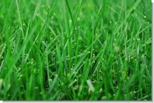 Bermuda Grass For Lawn