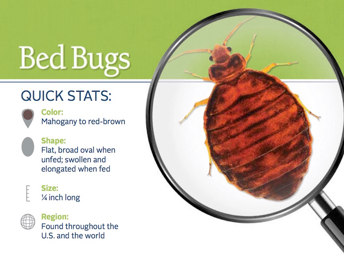 Bed Bug Control Products