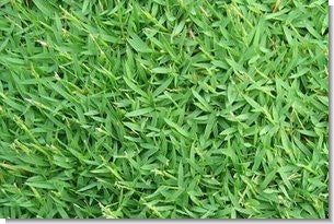 Carpetgrass Lawn Seed