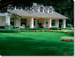 Centipede Grass Lawn Seed