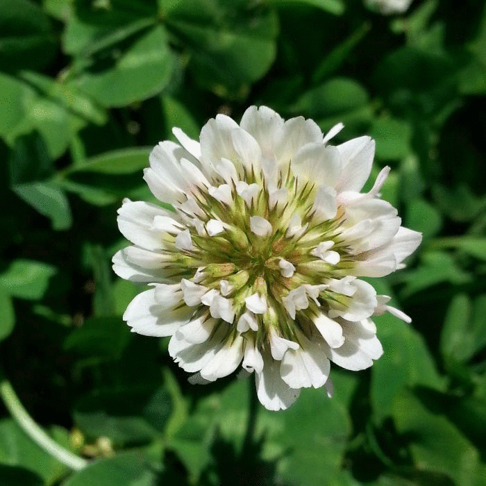 Clover Seed Catalog