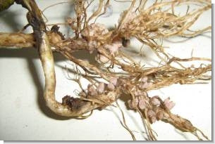 Inoculant
