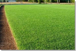 Ryegrass Seed