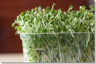 Sprouting Seed